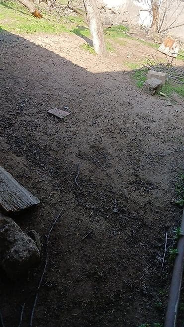 savalanda torpaq satilir: Tikinti — 7