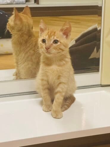 pişik adları erkek: Ünvandan götürmə — 2