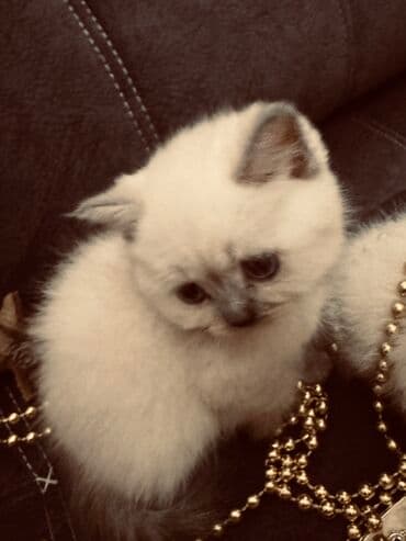 xamyak yuvası: Şinşilla, Erkək, Dişi — 5