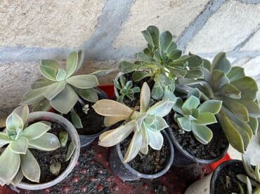 ev qizdiricilari: Xalça — 58