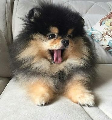 zvanok iti satışı: Şpitz — 5