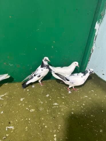 goyercin uzuyu: Məhsul: Qab-qara naxışlı ağ göyərçinlər dəsti Təsvir: - Şəkillərdə 5 — 2