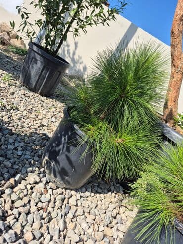 həmişə yaşıl bitkilər: Bağ və landşaft üçün iynəyarpaqlı dekorativ bitkilər - Thuja — 21