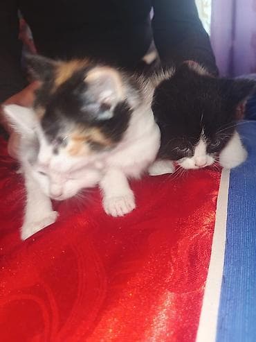 ereb ati satilir: Yaxşı əllərə — 4