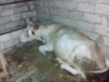 tap.az heyvanlar qoyunlar: Salam aleykum birinci qarina duyedi yanindaki bala 4 ayliqdi dishidi — 1