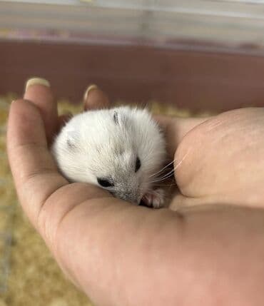 su donuzcuğu: ‼️Real alıcıya endirim olacaq ‼️Cırtdan hamster – ağ-gümüşü rəng — 1