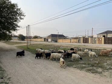 qiz it adlari: Mal-qara: Qoyun-keçi sürüsü - Növlər: Yerli keçi və qoyunlar (qarışıq — 1