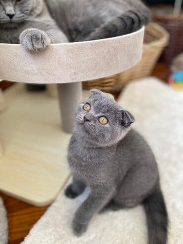 pişik şəkili: Şotland, Dişi, Erkək, Ünvandan götürmə — 14