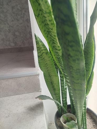 Daxili və balkon yaşıllaşdırılması üçün saksı sukulent/kaktus