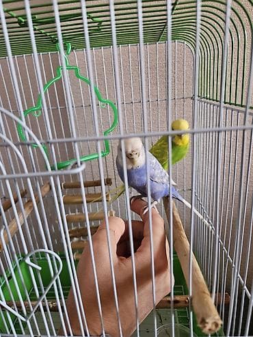 hamster evi: Budaqlar və aksesuarlarla tam avadanlıqlı quş qəfəsi - Ölçü: orta — 7