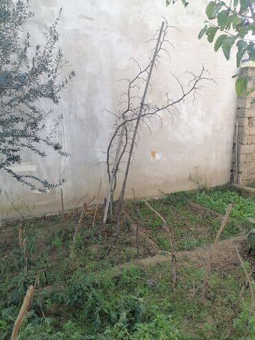 3 ədəd innab ağacı satılır tam məhsuldardı istəyən müraciət edə bilər