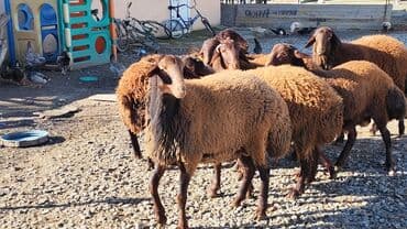 tap az qoyun: Qoyun sürüsü – yerli ətlik-südlük istiqamət - Növ: qaragül/yerli tükü — 7