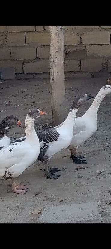 arı yeşiyinin qiyməti: Yerli iri qazlar satilir 7 ededdir 2 erkey 5 dişi bu ilki qazlardir — 3