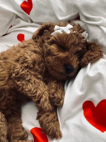 pudel bala: Pudel, 3 ay, Dişi, Pulsuz çatdırılma — 5