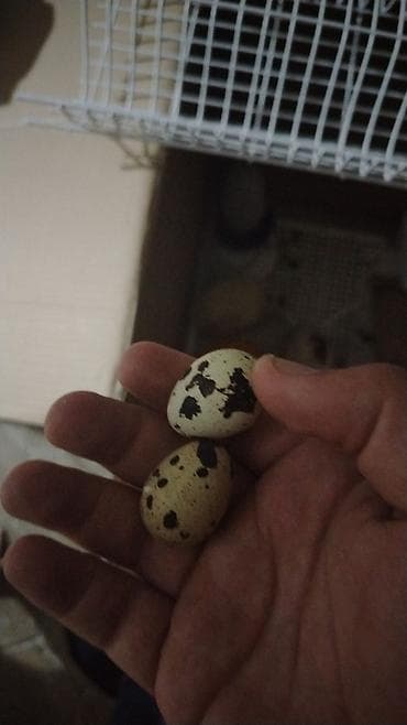 Bildirçin yumurtası. 15 qəpikdən satılır Şəkildə xallı qabığa malik