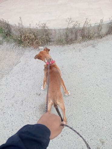 Gəmiricilər: Pitbull bayçovi İt balası – qəhvəyi rəngdə, sinə və pəncələrində ağ — 2