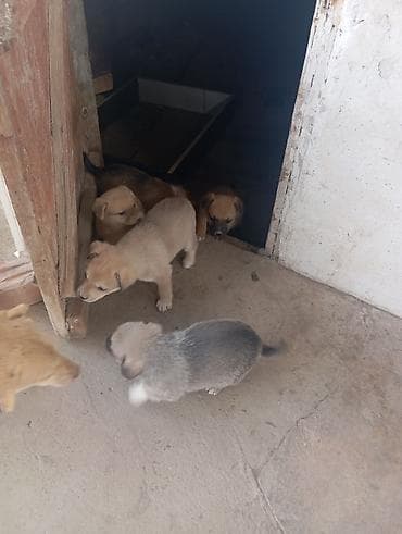 sudluk inek satisi: Məhsul: Balaca it balaları Təsvir:salam 2 ayligdilar cinqrodu — 5