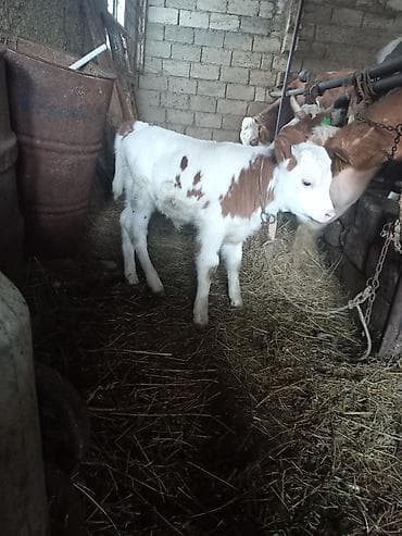 Птицы: Dişi Süni mayalanma — 1