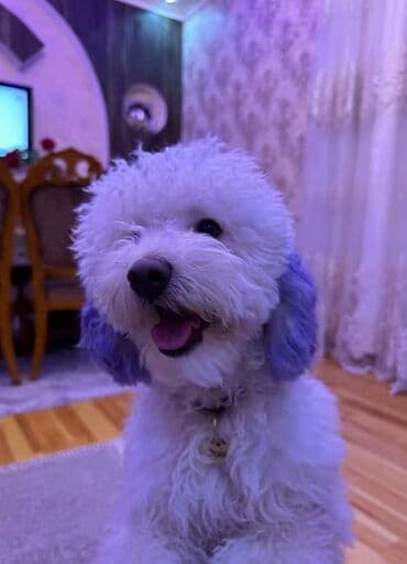 hind qusu satisi: Pudel, Dişi, Peyvəndli, Ödənişli çatdırılma — 10