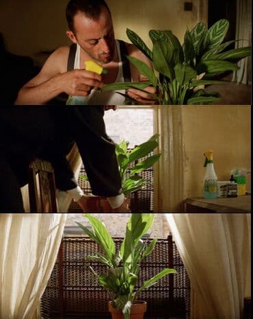 heserat yeyen bitki: Aqlaonema Aqlaonema çox maraqlıdır və yeni bitki sahibləri üçün böyük — 4