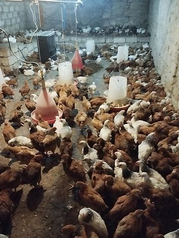 Hinduşkalar: Toyuq, Ətlik — 3