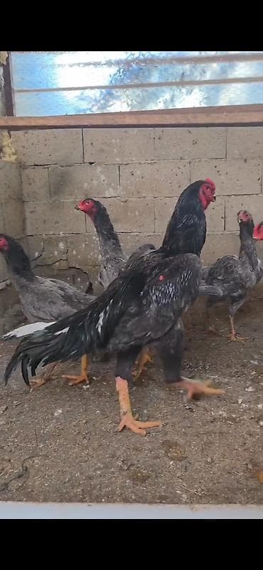kənd heyvanları: Toyuq, Damazlıq — 6
