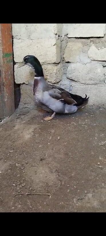 lavanda ordək: Erkək, Damazlıq, Ödənişli çatdırılma — 2