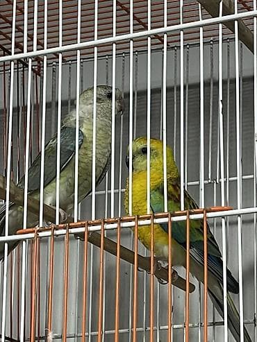 pavlin goyercin satisi: Hazır çüt pevçi satılır bir defe bala almışam qiymet sondu qiymetle — 1