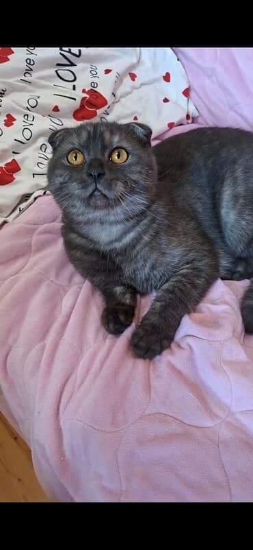 1 azn pişik: Şotland, Erkək, Dişi, Yaxşı əllərə, Pulsuz çatdırılma, Ödənişli çatdırılma — 22