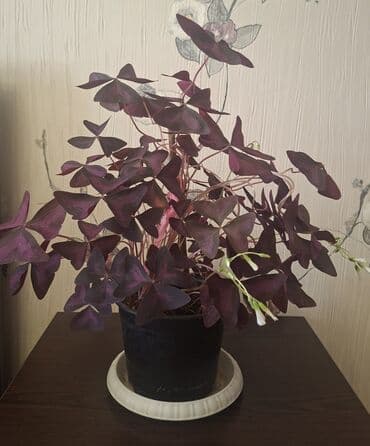 Ağaclar: Satılır: otaq bitkiləri (şəkillərdəki qabları ilə) 1) Oxalis — 1