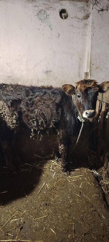 Другие с/х животные: 2 eded super saxlamali danalardi lazim olunan butun dermanlari verilib — 4