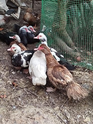 Toyuqlar: Yerli disilər 20 manat karicnivi goylər 25 manat goy ərkeylər 35 manat — 8