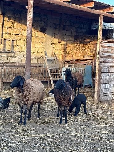 Quşlar: Qiymət razılaşma ilə
1ci 2ci qarın anadılar — 8