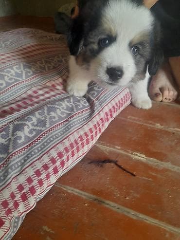Pekines, 1 ay, Erkek, Peyvəndli, Ödənişli çatdırılma