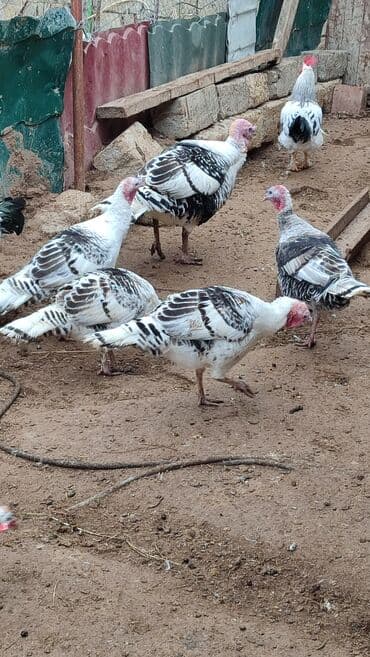 kənd colpası satışı: Dört Damazlıq Hinduşka satılır bir Erkek üç ədəd fere heyvanlar — 1
