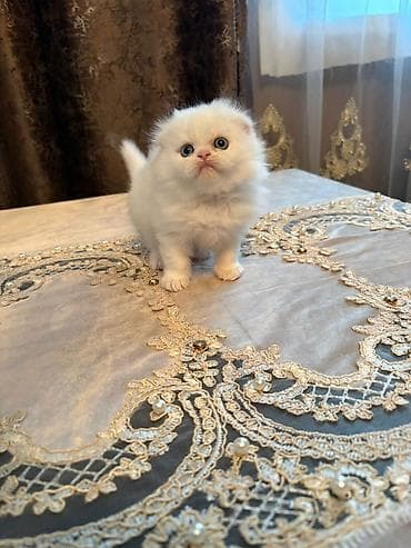 lalafo pişiklər: Ekzot, Erkək, Cütləşmə üçün — 4