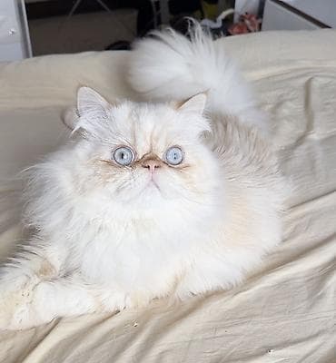 sotland pişik: Şinşilla, Erkək, Cütləşmə üçün — 5