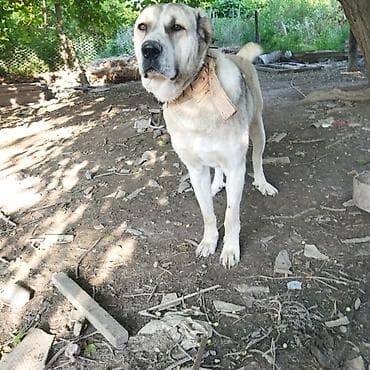 pudel itleri: İt – iri cüssəli, güclü quruluşlu, qısa-qalın tüklü, qum rəngində (ağ — 1