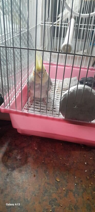 Akvariumlar: Nimfa (cockatiel) tutuquşu və qəfəs dəsti - Quş: sarı çəltiyi — 1