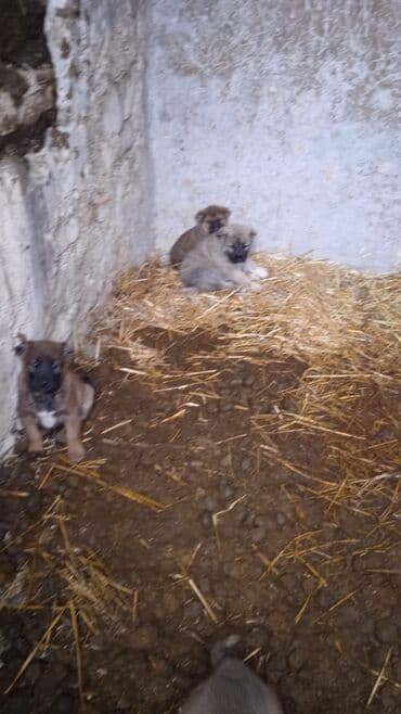 alabay satılır: Qurdbasar, 2 ay, Dişi — 2