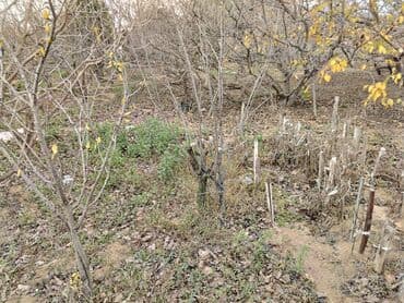 dübəndi torpaq: 11 sot, Tikinti, Makler, Kupça (Çıxarış) — 7