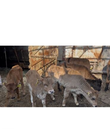 İtlər: Satışda: bala buzovlar qrupu Məlumat: - Yaş: təxminən 1–3 aylıq - — 2