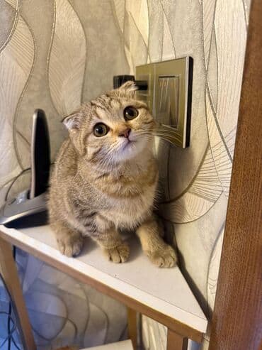 pers pişiy: Şotland yastı qulaq, Dişi, Yaxşı əllərə, Ünvandan götürmə, Ödənişli çatdırılma — 5