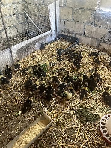 kurt ordek: 15 iyulda çıxmış yerli cins lal ördək balaları satılır.Vitaminli yemlə — 1
