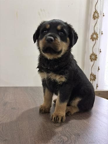 van pisiyi satilir: Rotveyler, 2 ay, Dişi — 6