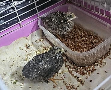 goyercin damı: 1 cüt çin bildirçini satılır qiyməti 40 m Barter olar baxır təklifə — 1