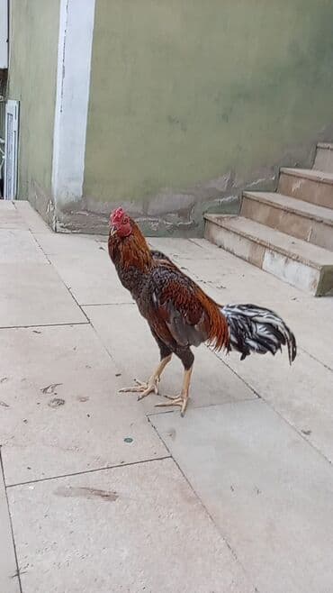 Boşqablar: Salam qiymət 40 manatdan basdyir 70 4 dənə xoruz 11 ayliqdi biri 1 — 6