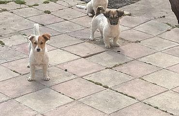 pitbul balasi satilir: Zvonok, 4 ay, Dişi, Ünvandan götürmə — 4