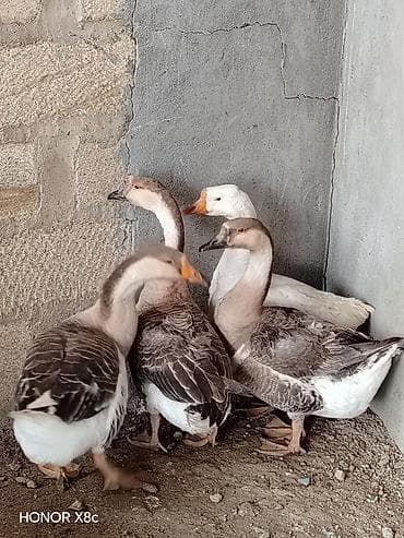 Cücələr: 2 erkək 2 dişi yumurtalamaqa başlayıblar — 2