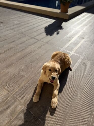 gold sinsilla: Retriever, 4 ay, Dişi, Peyvəndli — 4